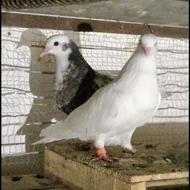 کبوتر پرشی ️