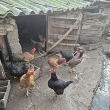 مرغ کرچ جوان