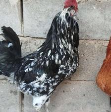 خروس گلین لری اصل