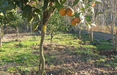 خونه باغ ویو جنگل