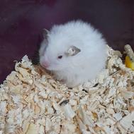 همستر خانگی