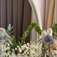 یک جفت طوطی برزیلی نسبتا رام