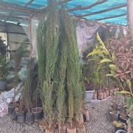 نهال و درخت سرو ناز و سرو شیراز 3 متری درشت