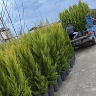 کاج لاوسون(سرو طلایی)