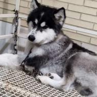 سگ هاسکی واکسن خورده