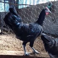 نیمچه خروس سیاه دورگه