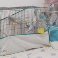 مرغ عشق رینبو