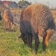 گوسفند بره ماده افشار جنس دار