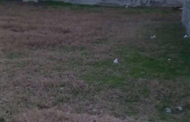 150 متر زمین در چمازکتی ،حکمت 4