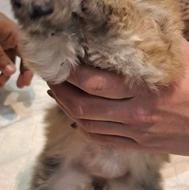 سگ پامرین شیتزو