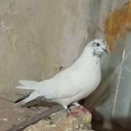 کفتر کله دم سبز پرشی