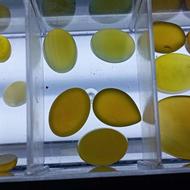 انواع شرف شمس طبیعی