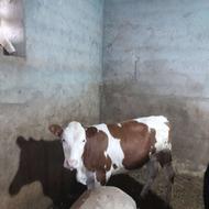 گوساله ماده