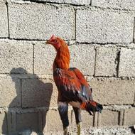 خروس لاری اصل