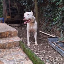 داگونر18ماهه