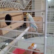 مرغ عشق مولد