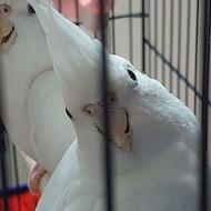 طوطی عروس هلندی آلبینو