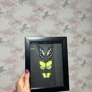 تابلو پروانه