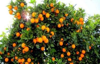 فروش زمین کشاورزی 600 متر در گتاب