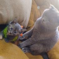 توله پیشی اسکاتیش(اصیل) واگذاری