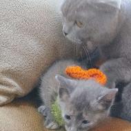 بچه گربه اسکاتیش واگذاری