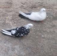 دمبی جفت نر ماده تضمینی