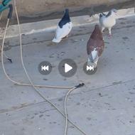 کفتر رنگی33 عدد