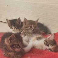 واگذاری بچه گربه و دو تا گربه مشکی