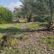 فروش باغ مرکبات