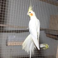 مولد به شر ط ماده لوتینو نر دوکت ابلع