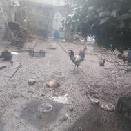 خروس محلی سالم وسرحال