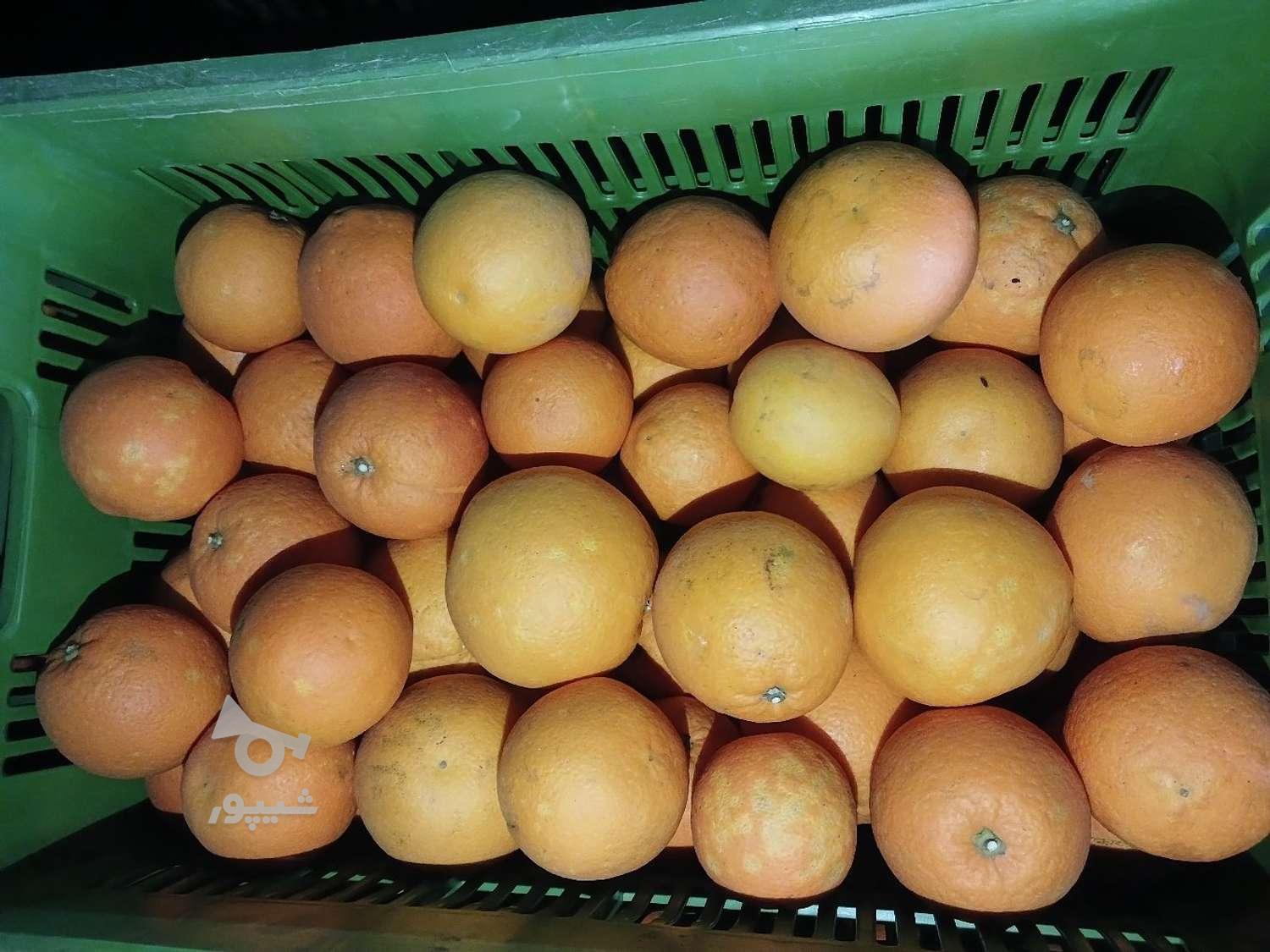 پرتقال تامسون و خونی و محلی