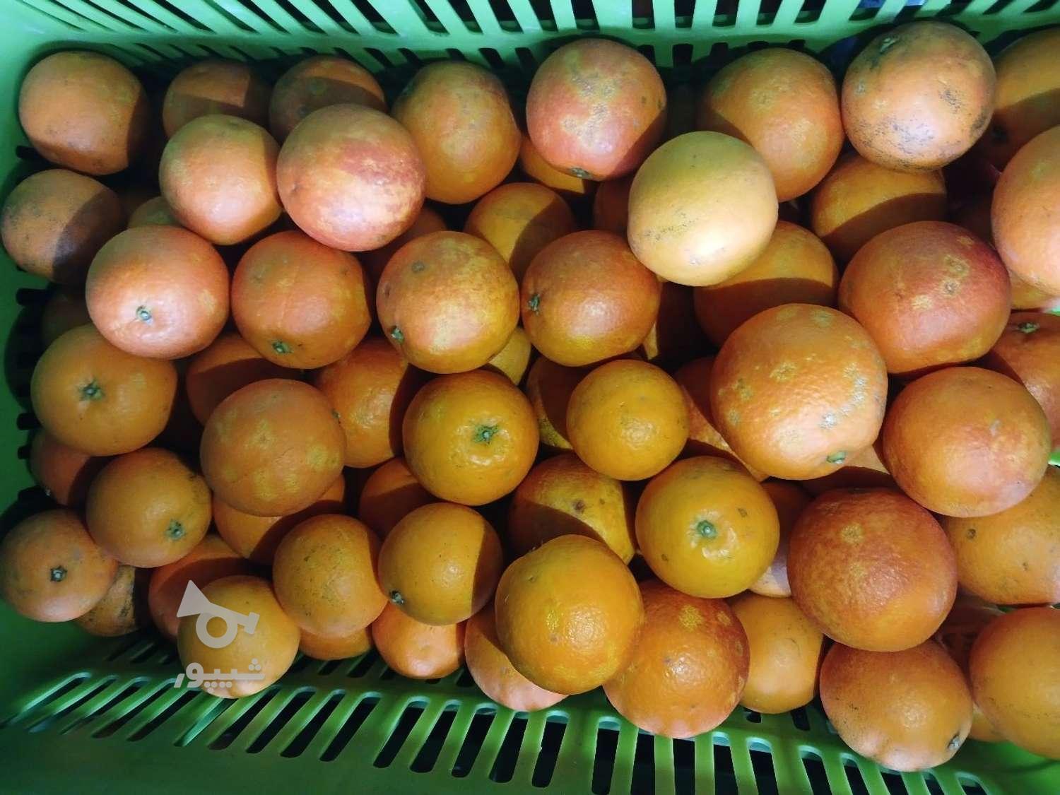 پرتقال تامسون و خونی و محلی