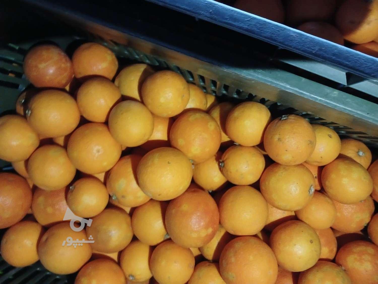 پرتقال تامسون و خونی و محلی