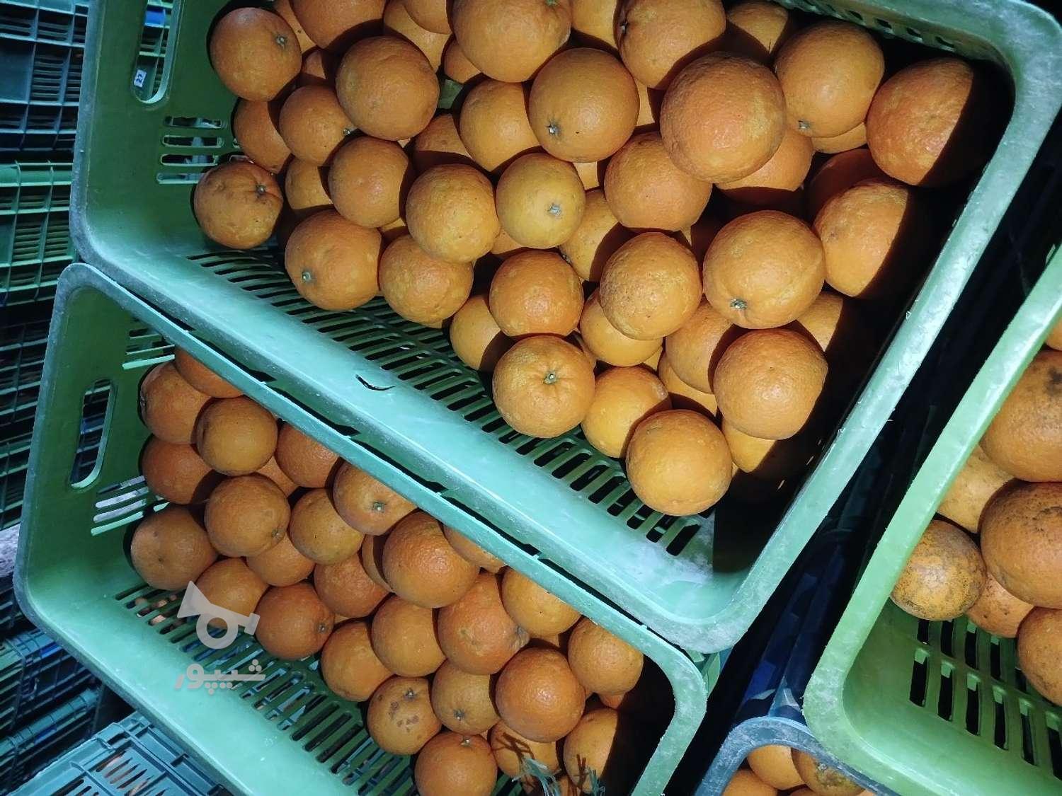 پرتقال تامسون و خونی و محلی