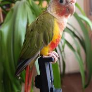 گرینچیک دستی