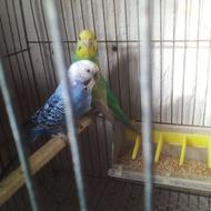 مرغ عشق با تخم و جوجه سرلاکی