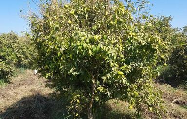 باغ مرکبات وویلا نیمه ساخته