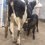 همراه باگوساله نر درجه یک بسیار رشد خوبی داره