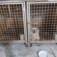 قفس آهنی یک درنود