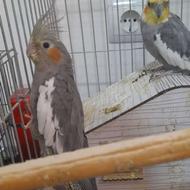 عروس هلندی با قفس قیمت توافقی