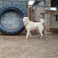 واگذاری سگ ترکمن