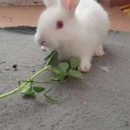 بچه خرگوش چشم قرمز