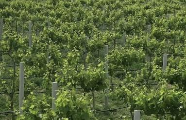 باغ چهار بر مثمر بهترین لوکیشن ابتدای ورودی شهر