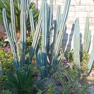 بوته کاکتوس