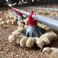 مرغداری گوشتی