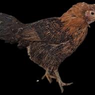 مرغ لری عشایری مناسب کشتن یا داشتن