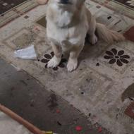 واگذاریسگ پاکوتاه ماده با ادب و حرف گوش کن