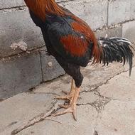 مرغ و خروس لاری اصیل