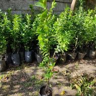 شمشاد طلایی و شمشاد ابلغ و انواع شمشاد ، قیمت توافقی